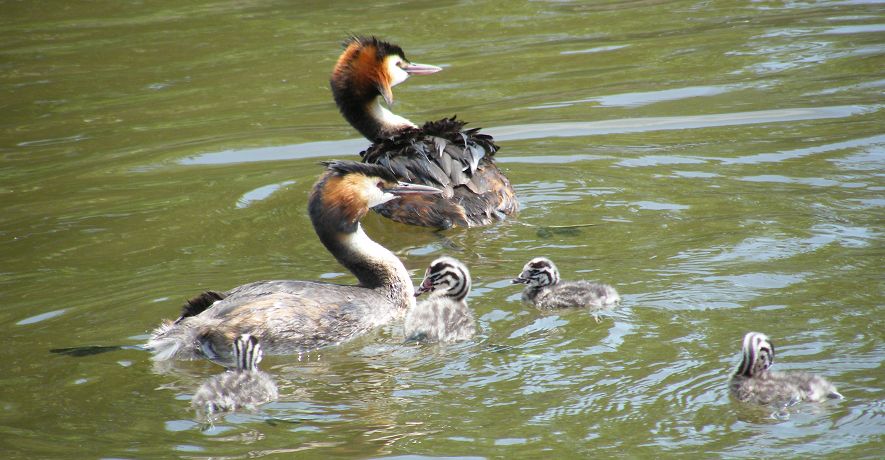 Grebe visiting our cottage moorings - there are always plenty of visitors to feed!