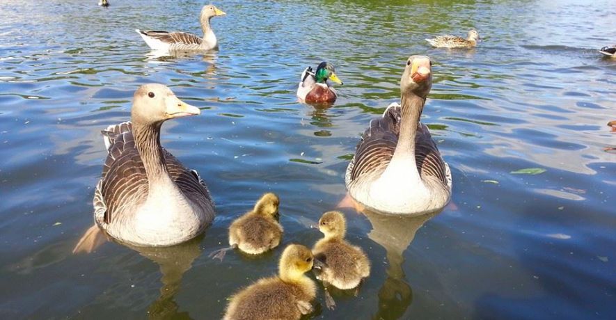 Family of geese visiting the cottages in search of a free meal